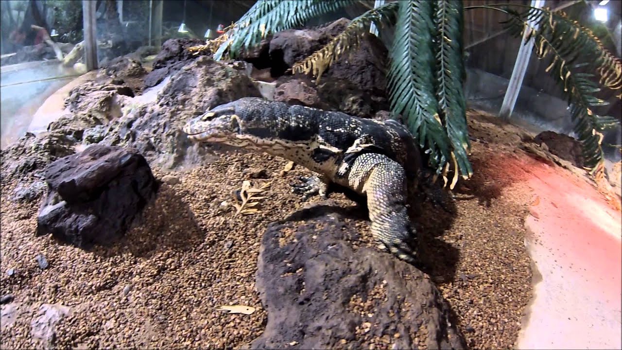 Varan salvator à Touroparc