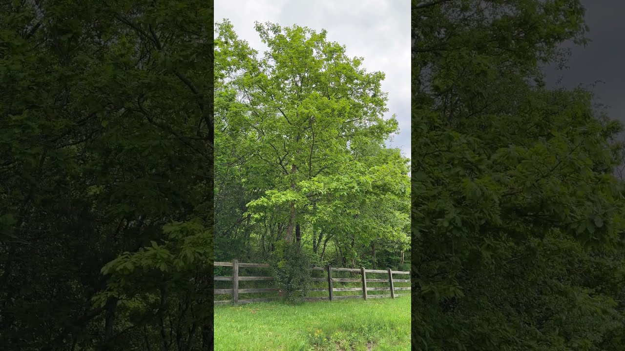 Sessile oak - tree - May 2024