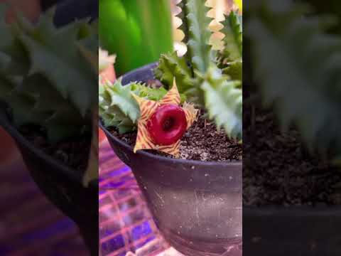 Video: Lifesaver kaktusetaimed – näpunäiteid Huernia kaktuse kasvatamiseks