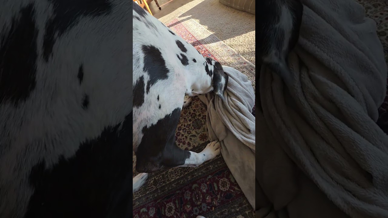 Большой датский дог. Люблю тебя! У тебя появился малыш!