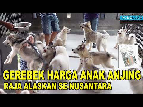 Video: Berapakah Anak Anjing Malamute