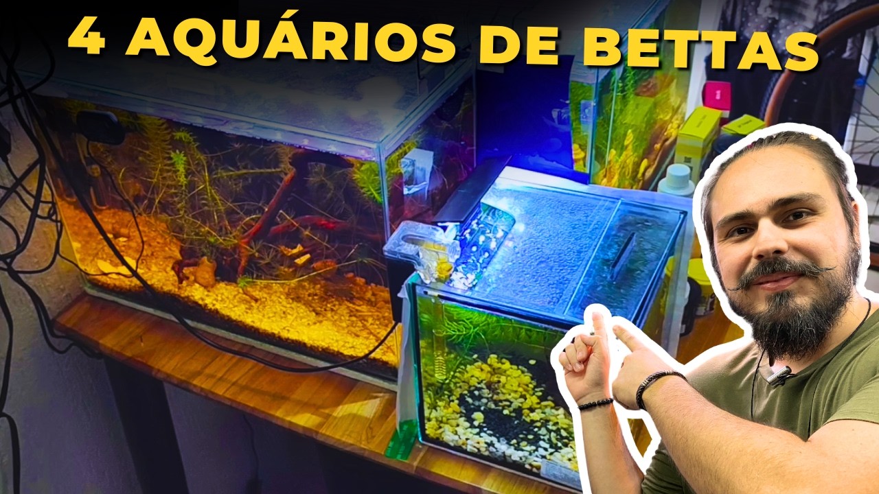 🔴OS 4 AQUÁRIOS DSE BETTAS DO INSCRITO VINICIUS |Mr. Betta|