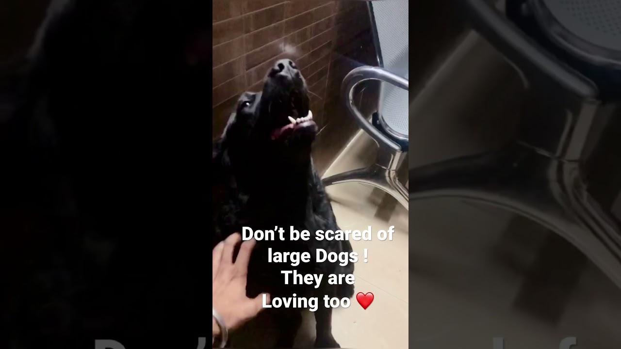 Don’t be Scared of Large Dogs and Pre judge them of being Aggressive and Bad ! They are loving
