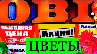 Октябрь Магазин ОБИ Садовый рай.Много новых цветов.Выгодная цена.Акции.Розы.Бегония.Гербера микс.