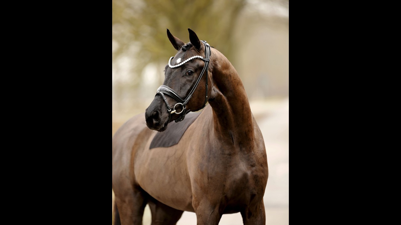 Sandman 3yo geldingby Santos x Finest   Dancier