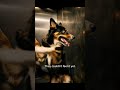 The Dog Hit Every Button…The Elevator Was Failing 🐕