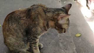 She Is Feeing Sad With Nobody To Play Her, Cato Pets