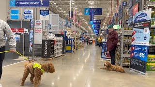 Best Dog Training Toledo, Ohio! 10 Month Old Mini Labradoodle, Duke! by Off Leash K9 Training 59 views 2 weeks ago 5 minutes, 47 seconds