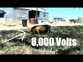 WILL OUR ELECTRIC FENCE HOLD THE PIGS?
