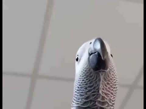 Bird making Samsung notification sound 1 hour version