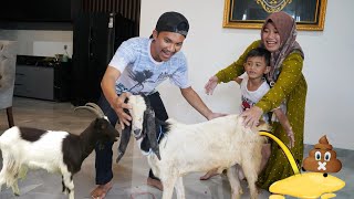 QURBAN GOAT ENTERS THE HOUSE 🐐It Even Pees | Ali vlog