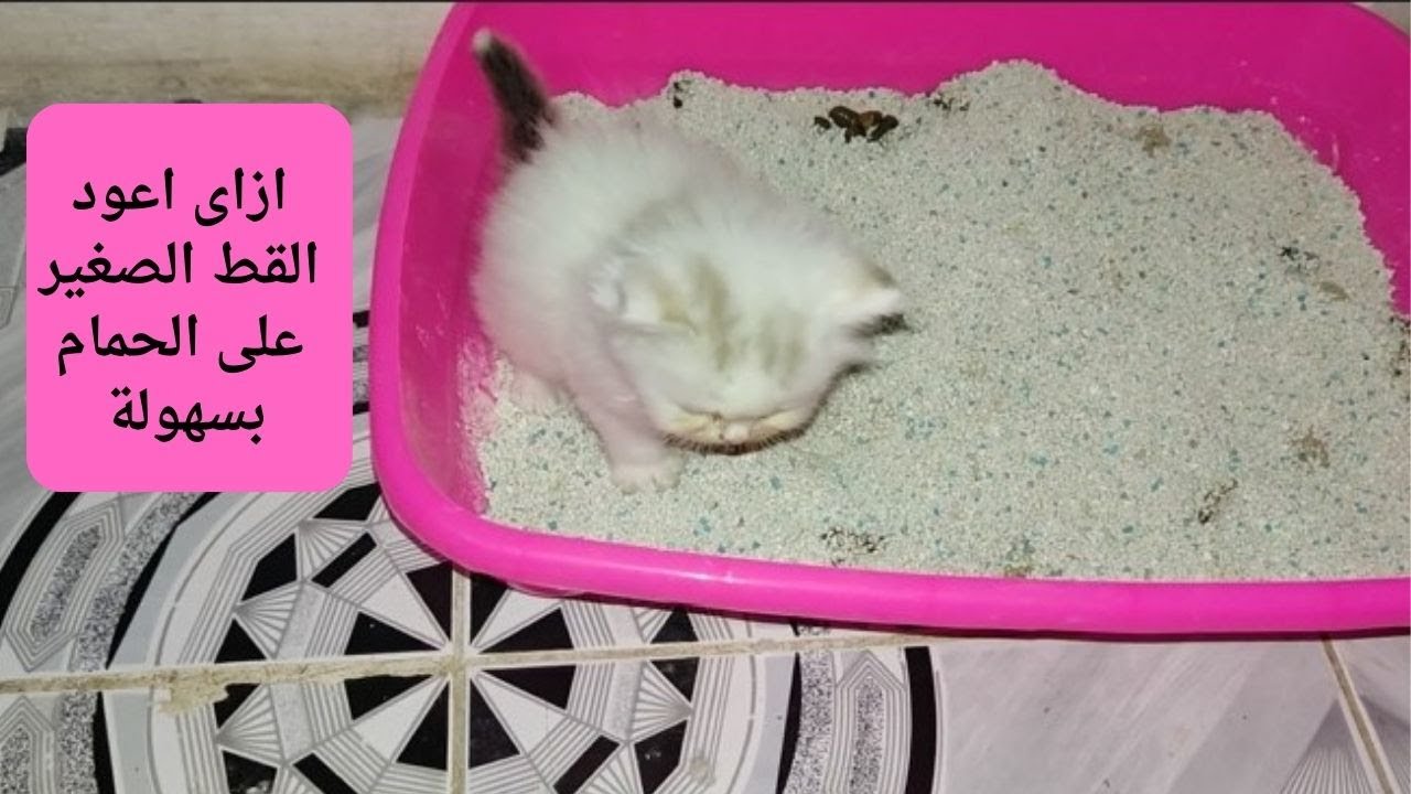 تعليم القطط الصغيرة على استخدام اللتر بوكس ( صندوق الفضلات )
