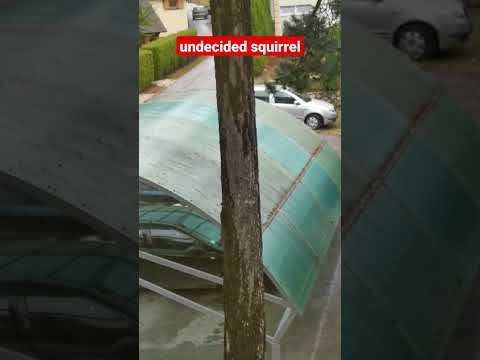 Undecided Squirrel -