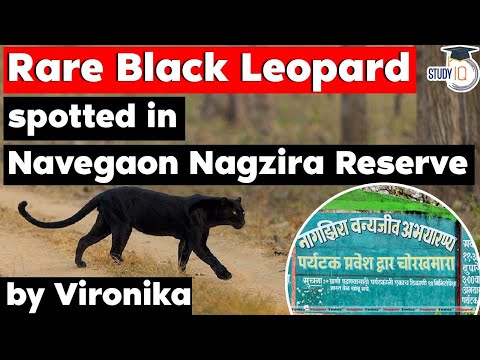 Rare Black Leopard Spotted in India