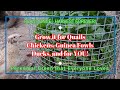 Brazilian spinach  best perennial spinach to grow for quails chickens and co  and for you