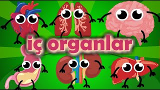 İç Organlarımız | Okul Öncesi Eğitici Animasyon | Vücudumuz Şarkısı | İç Organlarımızı Tanıyalım Resimi