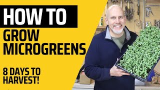 How to Grow Microgreens: Complete guide including day by day updates!