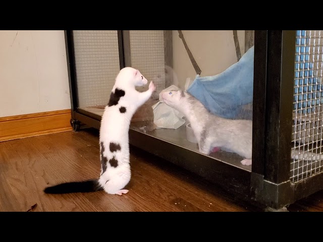 Pet Mink Chichi meets baby mink
