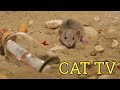 rats emerge from their burrows, video of your cats, 1hour 23mint desert mouse