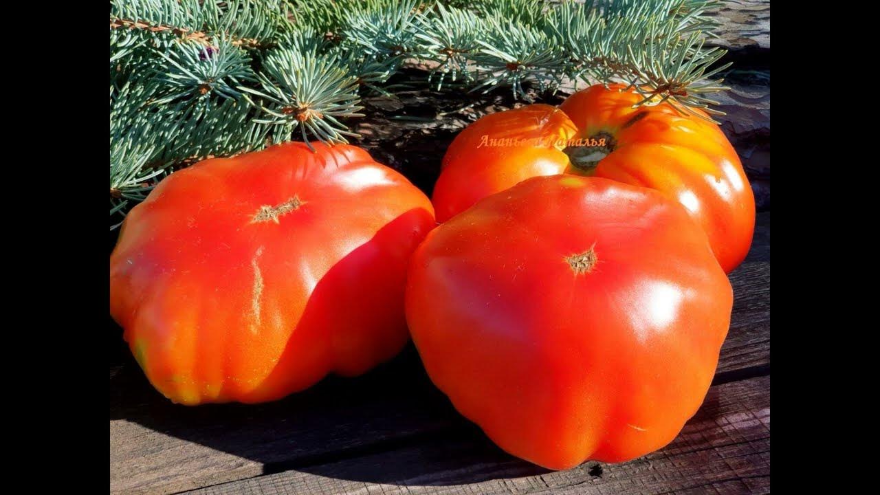 Самый лучший томат в мире 2023 г.!!! Высокоурожайный,сладкий и вкусный ...