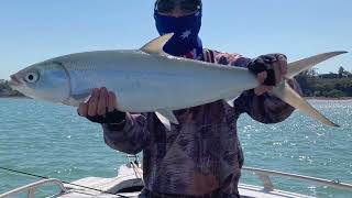 A Quick Milkfish on Fly video