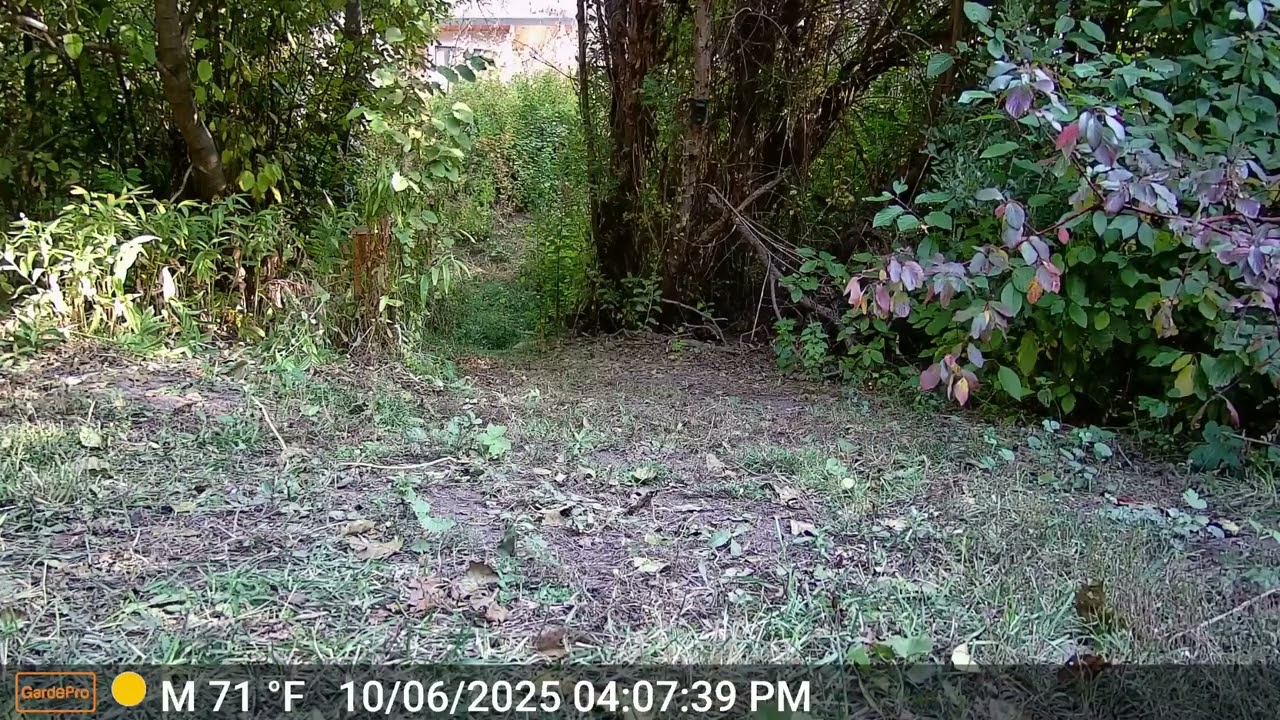 Cinnamon Black Bear Sniffing Around