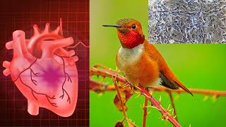 Sounds of Hummingbird heartbeats as compared to humans