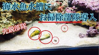 【アクアリウム】海水魚水槽にお掃除部隊を導入してみた