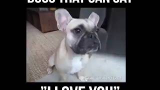 Cani Dicono I Love You