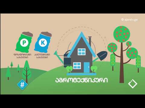 აზიური ფაროსანა / ნიკა მესხი / ჰეშთეგი / Hashtag