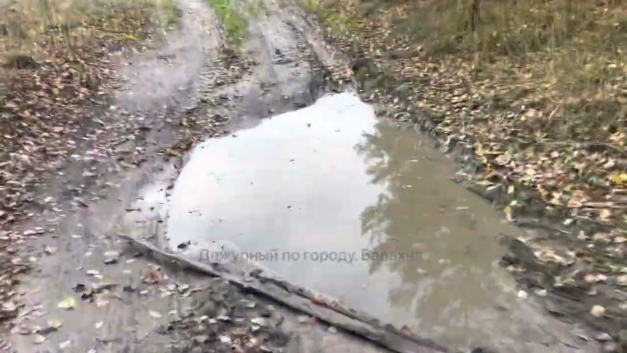 Осенний лес. Городецкого района. 09.10.2022 Съёмка от Дежурного.