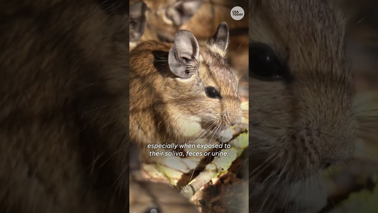 Hantavirus pulmonary syndrome: A deadly virus spread by rodents | USA TODAY Entertainment