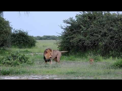 Male lion taking his role as a father  too seriously