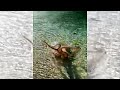 Octopus attack, Осьминог на мелководье атакует человека