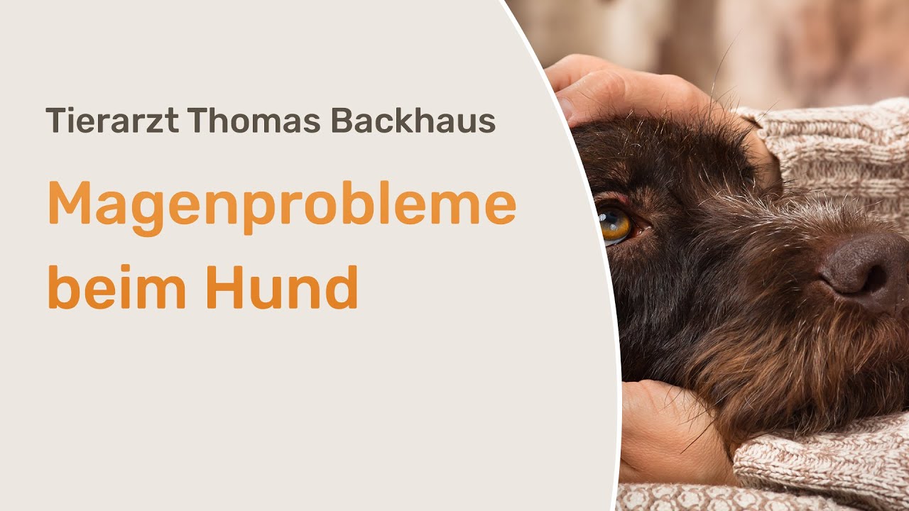 Magenprobleme beim Hund YouTube