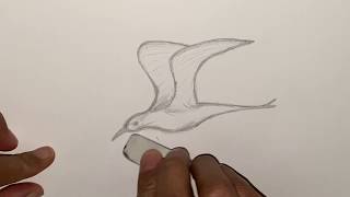 how to draw a realistic flying bird 1