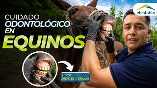 Odontología equina: cómo cuidar los DIENTES de caballos y mulas 🐴 | Guía completa