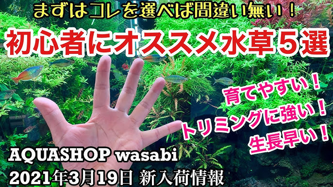 水草水槽初心者にオススメの水草５選 Aquashop Wasabi２０２１年３月１９日新入荷情報 ネイチャーアクアリウム立ち上げ初心者 水草 レイアウト水槽の作り方 グリーンロタラ ロタラ 活着水草 Youtube