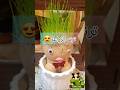 ترند زراعة معلومات زراعية نباتات Plants Agri Ideas Shorts زرع زراعه نباتات منزلية ترند زراعة معلومات زراعية نباتات Plants Agri Ideas Shorts زرع زراعه نباتات منزلية