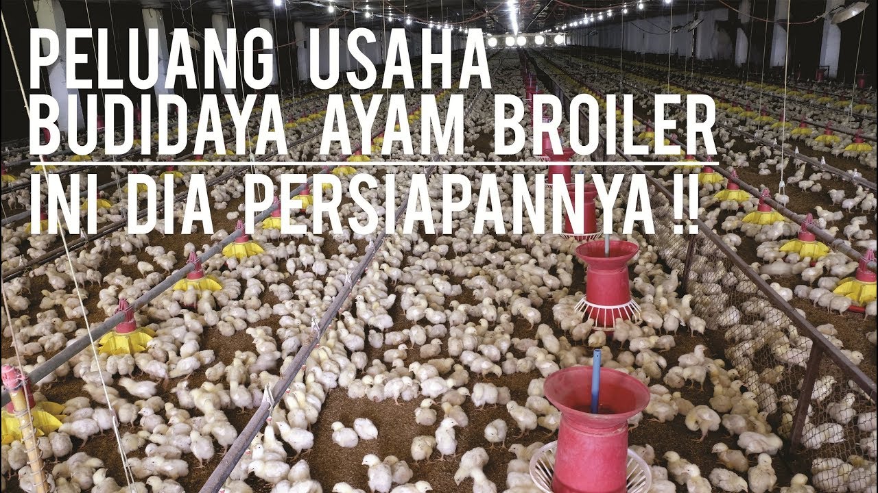 WAJIB TAHU!! Persiapan Usaha Budidaya Ayam Pedaging | Seputar Budidaya