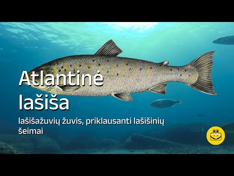 Video: Kaip gyvena lašišos žuvys