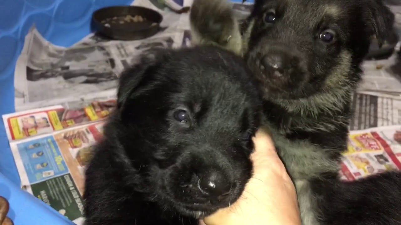 Puppies For German Shepherd Puppy 03 20 2018 Akc Solid Black