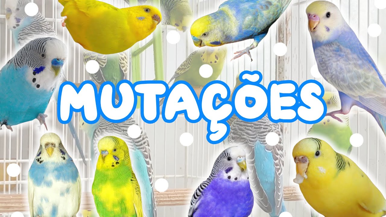 150 Dolares Australianos Em Reais