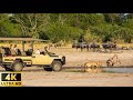4K African Wildlife: Amazing Wildlife of Hwange National Park, Zimbabwe - Beautiful Relaxing Music