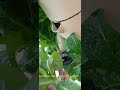 Hydroponics Harvest: Romaine Lettuce 'Monaco' variety.