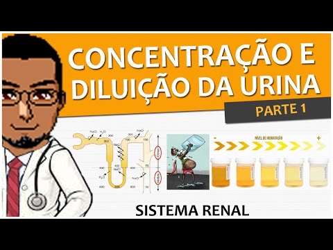 Vídeo: Onde ocorre a concentração de urina?