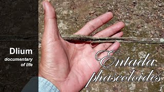 Matchbox bean (Entada phaseoloides)