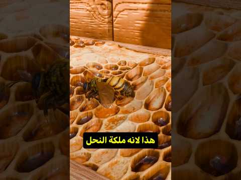 ليش لازم تكسر بيض النحل 