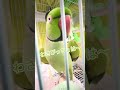 ほっ!ほっ!#わさびっちょ #おしゃべりインコ #インコ #みどり #こんにちは #おはよう #ほっほっ #どーも