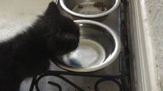 Kitty drinks some water